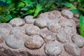 Ancient dinosaur egg fossil close-up Royalty Free Stock Photo