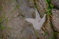 Ancient Dinosaur Footprint on the An Corran Beach, near Skye,
