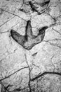Ancient dinosaur footprint Royalty Free Stock Photo
