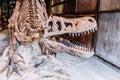 Ancient Dinosaur Skeleton in Retro Film Look