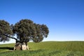 Ancient Dolmen Royalty Free Stock Photo