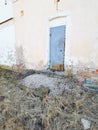 Ancient doors of the monastery with a ruined staircase.The ramshackle walls were overgrown with grass.Metal-bound door.