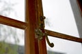 Ancient doors, windows and metal door locks