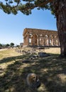 Ancient doric Temple of Athena at the ancient Greek city of Paestum, Campania, Italy, vertical