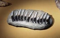 Ancient Dragon Tooth Archaeology ExcavationFossil Stone Rock China Prismatoolithus Gebiensis Reptile Dinosaur Teeth Geology