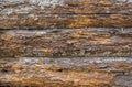 Ancient dwelling's wooden wall eaten by teredo