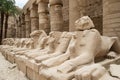 Ancient egypt statues of sphinx in Luxor karnak temple Royalty Free Stock Photo