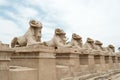 Ancient egypt statues of sphinx in Luxor karnak temple Royalty Free Stock Photo