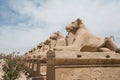 Ancient egypt statues of sphinx in Luxor karnak temple Royalty Free Stock Photo