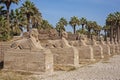 Avenue of sphinxes at ancient egyptian temple of Luxor