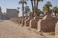 Avenue of sphinxes at entrance to ancient egyptian temple of Luxor
