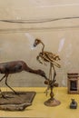 Ancient Egyptian mummy and skeleton of birds