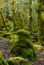 Ancient evocative and mysterious moss forest Royalty Free Stock Photo