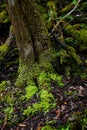 Ancient evocative and mysterious moss forest Royalty Free Stock Photo