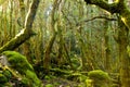 Ancient evocative and mysterious moss forest Royalty Free Stock Photo