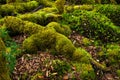 Ancient evocative and mysterious moss forest Royalty Free Stock Photo