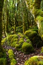 Ancient evocative and mysterious moss forest Royalty Free Stock Photo