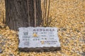 Nanjing ancient tree, more than one hundred years old ginkgo tree