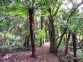 Ancient fern tree forest on South Island in New Zealand Royalty Free Stock Photo