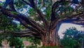 Ancient fig tree at Gondar, Ethiopia