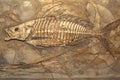 Ancient fish fossil complete skeleton, animals, marine life Royalty Free Stock Photo
