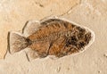 Ancient Fish Fossil Royalty Free Stock Photo