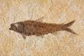 Ancient fish fossil showing detail Royalty Free Stock Photo