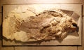 Ancient fish fossil Royalty Free Stock Photo