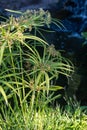 Ancient flora, green papyrus plant growing in water