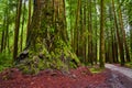 Ancient forest of giant Redwood trees next to gravel road Royalty Free Stock Photo