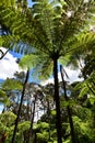 Ancient forest of giant tree ferns Royalty Free Stock Photo