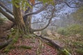 Ancient forest on a misty autumn day Royalty Free Stock Photo