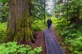 Ancient Forest People Hike, British Columbia, Canada Royalty Free Stock Photo