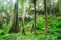 Ancient forest, Rain forest Royalty Free Stock Photo