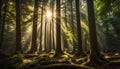 An ancient forest with towering trees and dappled sunlight