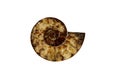 Ancient fossil of an ammonite inside shell isolate on a white background Royalty Free Stock Photo