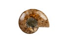 Ancient fossil of an ammonite outside shell isolate on a white background