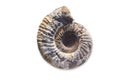 Ancient fossil cephalopod mollusc