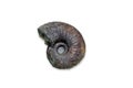 Ancient fossil cephalopod mollusc