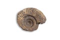 Ancient fossil cephalopod mollusc