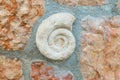 Ancient fossil prehistoric shell. used in interior elements Royalty Free Stock Photo