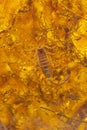 Ancient fossil resin with a scorpion inside. Insect in transparent resin. Background, texture. Soft focus, selective