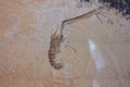 Detail of an ancient fossil of a species of shrimp Royalty Free Stock Photo