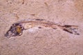 Ancient fossilized fish unearthed from the Cretaceous period