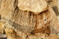 Ancient fossilized rock close up. Archaeological research Royalty Free Stock Photo