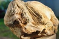 Ancient fossilized rock close up. Paleontology and archaeological research Royalty Free Stock Photo