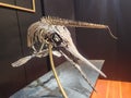 Ancient fossilized small ichthyosaur with shadow - mounted skeleton