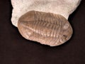 Ancient fossilized trilobite