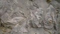 Ancient fossils in stone. Leaf fossil imprint in stone Royalty Free Stock Photo