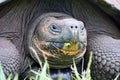 An ancient Galapagos tortoise looks like E.T. Royalty Free Stock Photo